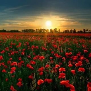 sifei666's profile picture. ggh