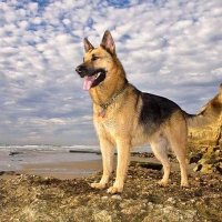 German Shepherd lover Club(@Germanlover_) 's Twitter Profile Photo