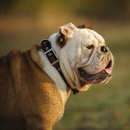 👉Welcome to @bull_dog_lover9
 🐕We share daily #bulldog Contents
🐾 Follow us if you really love Bulldogs.