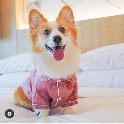 Welcome to @heavencorgidog
We share daily #Corgidog contents
Follow us if you really love corgis