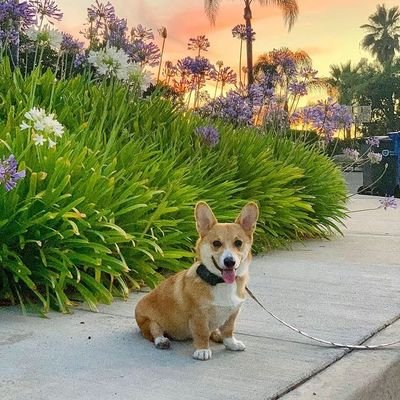 👉 Welcome to @corgi____lovers 👈
🐕 We share daily #corgi dog Contents🐕
🐾 Follow us if you really love corgis🐾