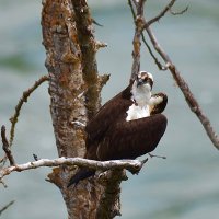 Osprey of the Day(@Rich3152509) 's Twitter Profile Photo
