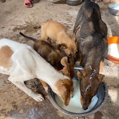 changing lives of dogs since 2015 over 1k are saved
🐕 20
https://t.co/HaEl3R6ieJ Email
godsfaithministries2015@gmail.com
join us today to save their l
