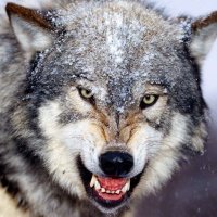 Gray Wolf(@graywolf442) 's Twitter Profile Photo