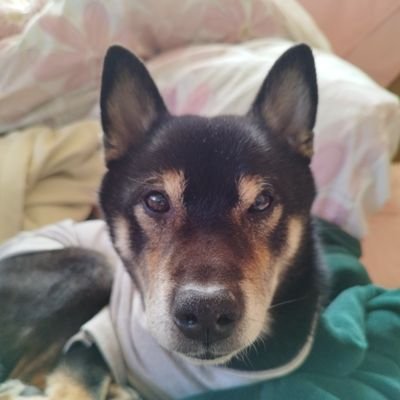 daisu2256's profile picture. 日々愛犬と散歩に勤しむ