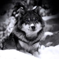 ę²å
¹ (@dgolub93) 's Twitter Profile Photo ę²å
¹ (@dgolub93) 's Twitter Profile Photo