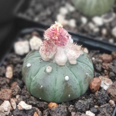 gioforno015's profile picture. 