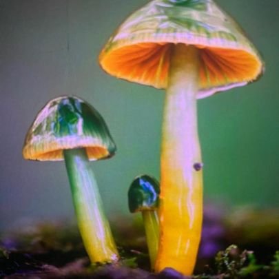 A psychedelic content & educational  community for united state 🎇🧠. Follow for tiny mushrooms  of the day 🍄 link in bio for psychedelic resources
