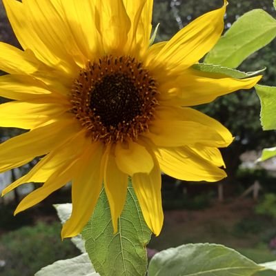 SlingsbyElaine's profile picture. Art & photography. Historian - people, places and community. Language, books & reading. Walking and nature.  All  photos my own unless I say otherwise.