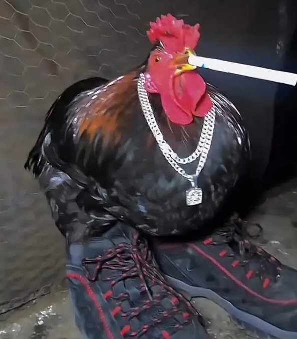 xelabackup99's profile picture. @xelamann