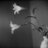 liliaceaes's profile image