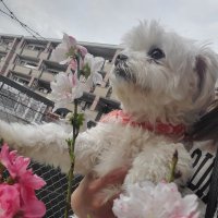 omochi (@maruchanchanc) 's Twitter Profile Photo omochi (@maruchanchanc) 's Twitter Profile Photo