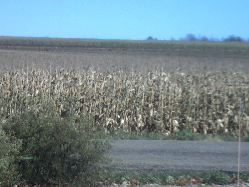 ElaineKarasShad's profile picture. I am in my 50s, I have a nice family and some awesome friends.  I am blessed to have work in this economy.  I enjoy music, poetry and photography.