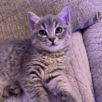 Lighty (@lightycodm) 's Twitter Profile