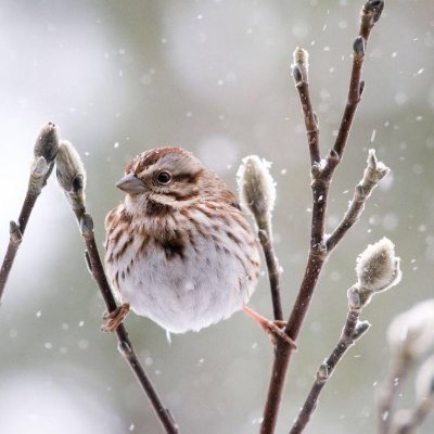 Grad student interested in behavioural neuroendocrinology, studying territorial aggression in song sparrows