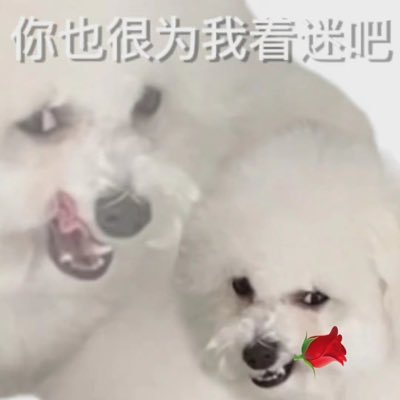 guaguadamowang's profile picture. gua