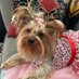 Wendi the Yorkie (@wenditheyorkie) Twitter profile photo