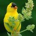 Bağtiyar (@batiyar48253187) Twitter profile photo Bağtiyar (@batiyar48253187) Twitter profile photo