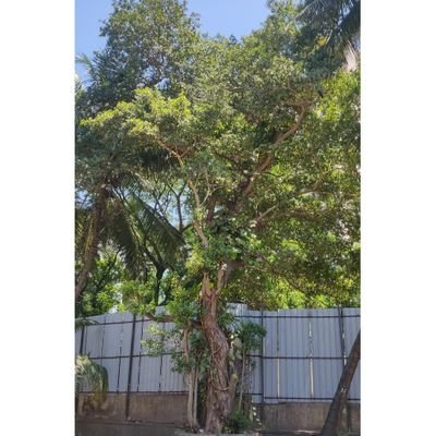 FigTreeDahisar's profile picture. A Fig tree Ficus racemosa, standing tall in suburb of Mumbai. Also called Umbar or Audumbar in Marathi.