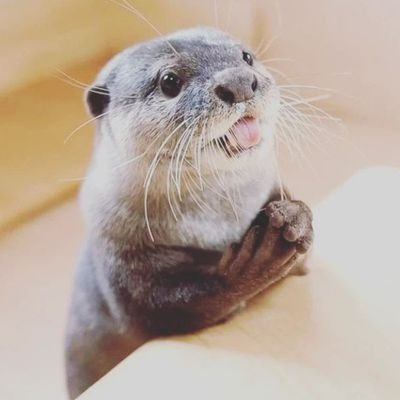 👉 Welcome to @otterloverclub
🦦We share daily #Otter's Contents 
🐾 Follow us if you really love Otter's