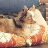 SkyRedMerle (@skyredmerle) 's Twitter Profile