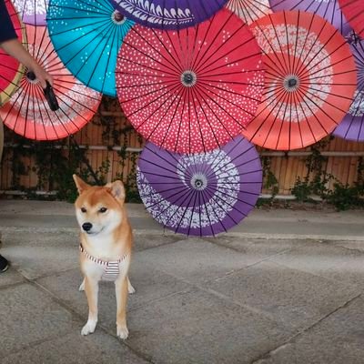 saku0404t's profile picture. cst航宇 3年  ロケ研