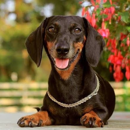 Welcome to @dachshund_sweet
 We share daily #dachshund Contents 
 Follow us if you really love Dachshund