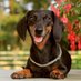 Dachshund sweet (@dachshunddsweet) Twitter profile photo