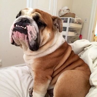 welcome to @bulldog_lovers0
we share daily #bulldog content
Follow us if you really love bulldog