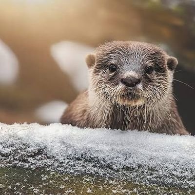 Welcome to @otterlover_gang
We share daily #otter content
follow us if you really love otter