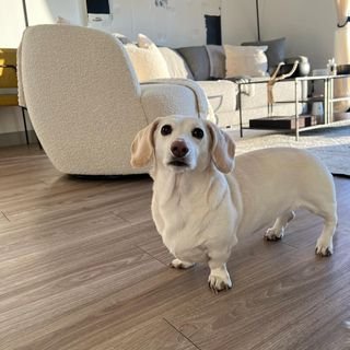 👉 welcome to @dachshund_commu
🐈We share daliy #dachshund contents.
🐾 Follow us if you really love dachshund.