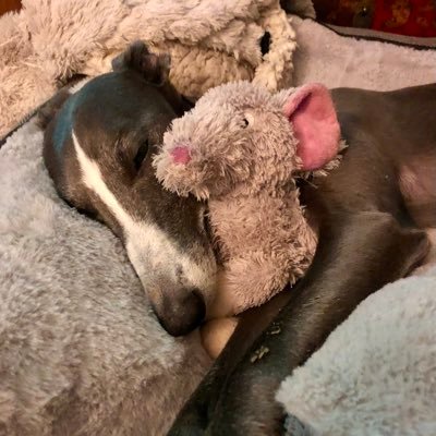 plustwocats's profile picture. English Teacher in Bedfordshire. Slave to two cats. Whippet companion. Lover of reading! Labour Party supporter.