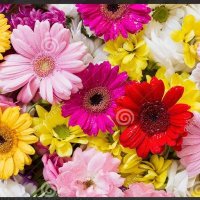 SIA (@soniafe89847467) 's Twitter Profile