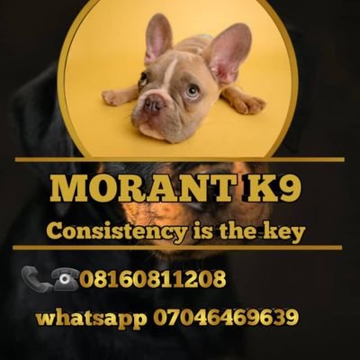 Morant k9 is the best and reliable plug for all pets 🐕you need..💕💕
contact via WhatsApp for booking and more details+2347046469639..
THANK YOU🥰🦮