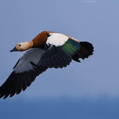 IAF||War veteran||Blood Donor||TravellerllPhotographerllBirder
https://t.co/fkrpH8uvxs
views are personal.