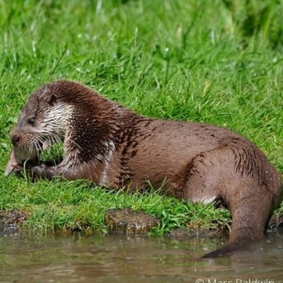 👉Welcome to @otterloversclu  
🦦We share daily #Otter contents 
🐾Follow us if you really love Otter