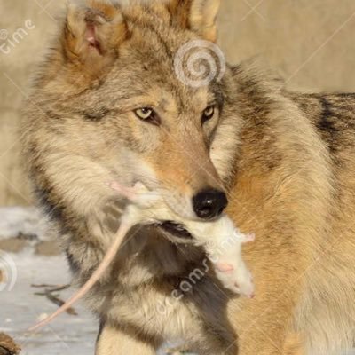 PestContro56151's profile picture. 