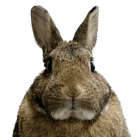 Yor (@femalerabbit1) 's Twitter Profile