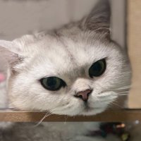 KC’s Sketchbook (@kathychan233) 's Twitter Profile