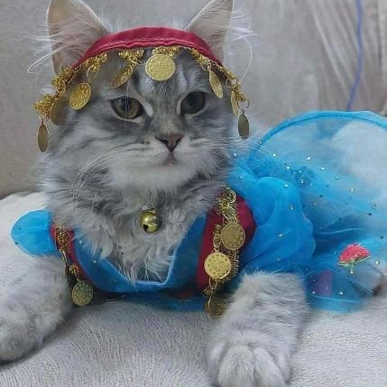 tamamhaltsmaul's profile picture. 