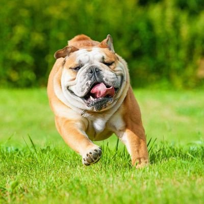 👉Welcome to @bull_dog_club9
 🐕We share daily #bulldog Contents
🐾 Follow us if you really love bulldogs.