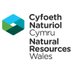 Cyf Naturiol Cymru GD | Natural Res Wales NE (@CyfNatCymGD) Twitter profile photo