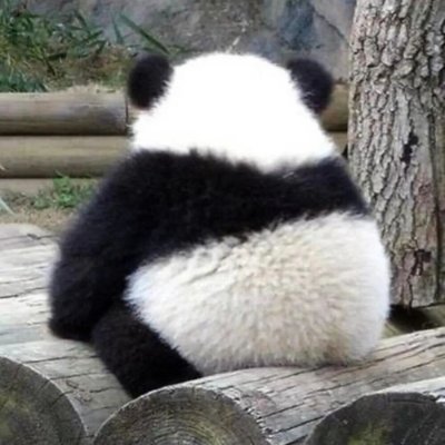 chifatee's profile picture. Sailors who can't swim