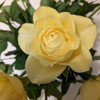 DrNeustart 📯 (@drneustart) 's Twitter Profile