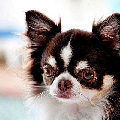 a Small dog Inspiring a Nation
📢Social Media Infl/Brand AMB.🎬Movie star/Actor, Model,ESA Theraphy Dog
36Mil
Views➡️
https://t.co/7DUo4VbW4M