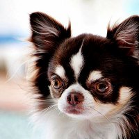 Mr Miyagee-SA's smallest celeb dog-(@MrMiyageeSA) 's Twitter Profile Photo
