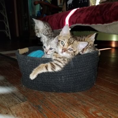 PatriciaWhits11's profile picture. TICA Bengal Kittens