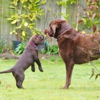🐾Tilly and Saucy Nancy 🐾 (the labinabag) (@tillyandnancy) Twitter profile photo