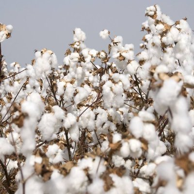 Trade and markets reporter at Cotton Outlook