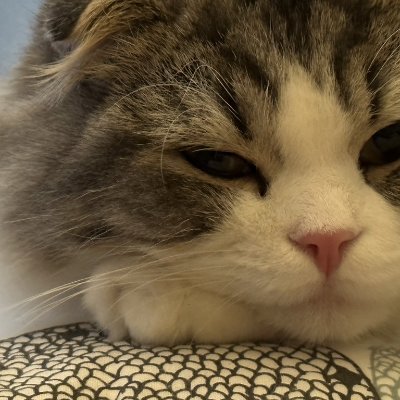 r_mahi52's profile picture. 98
【Team Hb】オタク卒業